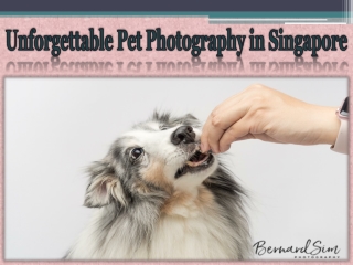 Unforgettable Pet Photography in Singapore