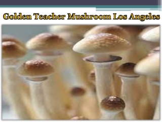 Golden Teacher Mushroom Los Angeles