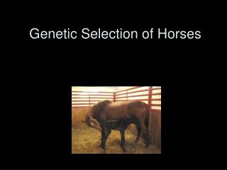 Genetic Selection of Horses