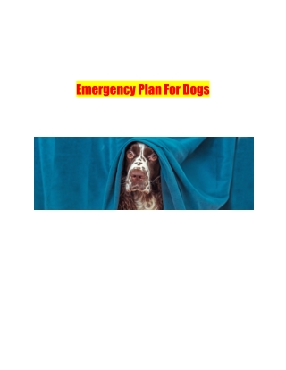 Emergency Plan For Dogs