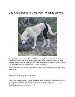 Dog Knee Braces for Joint Pain - What do they do?