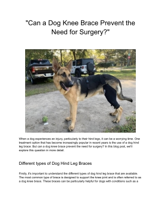 Can a Dog Knee Brace Prevent the Need for Surgery?