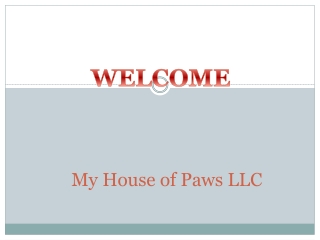 Best Doggy Daycare Services in Show Place