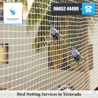 Bird netting services in Yerawada - WhatsApp :  91 96652 44499