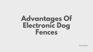 Advantages Of Electronic Dog Fences - Slaneyside Kennels