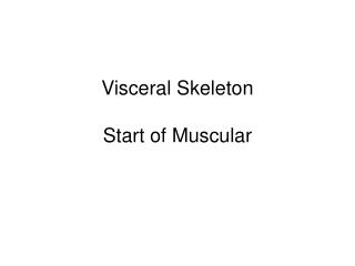 Visceral Skeleton Start of Muscular