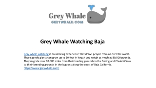 The Majestic Gray Whales of Baja