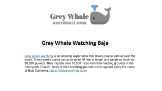 The Majestic Gray Whales of Baja