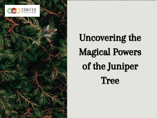 Unlock the Magical Qualities of the Juniper Tree