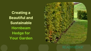 Creating a Beautiful and Sustainable Hornbeam Hedge for Your Garden