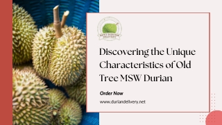 Old Tree MSW Durian