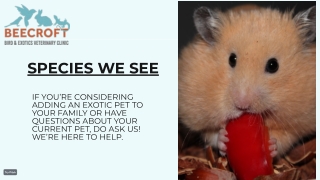 Hamster & Chinchilla vet specialist Singapore