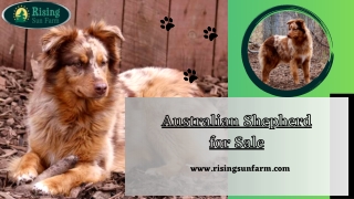 Australian Shepherd for Sale: Bring Home Happiness from Rising Sun Farm