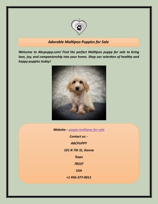 Adorable Maltipoo Puppies for Sale