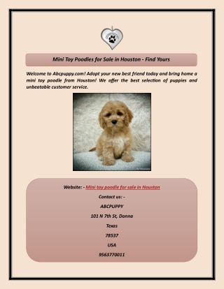 Mini Toy Poodles for Sale in Houston - Find Yours