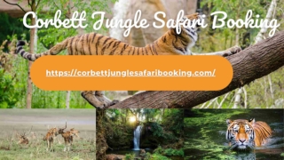 Corbett Wildlife Safari