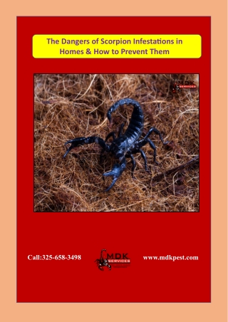 The Dangers of Scorpion Infestations in Homes & How to Prevent Them