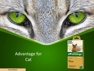 Advantage for Cats | Advantage cat flea control | Bayer Advantage Cats