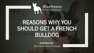 Reasons Why You Should Get a French Bulldog