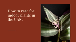 How to care for indoor plants in the UAE_