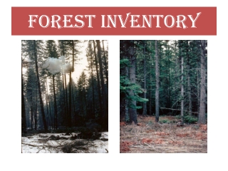 Forest Inventory