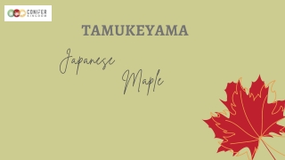 Everything You Need To Know About Tamukeyama Japanese Maple