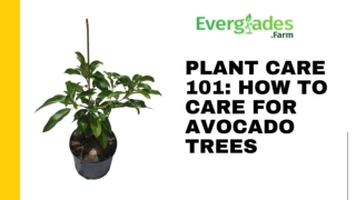 Plant Care 101 How to Care for Avocado Trees