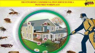 Trustworthy Commercial Pest Services for a Pest-Free Workplace