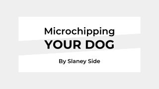 Microchipping Your Dog - Slaneyside Kennels