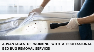 Advantages Of Working With A Professional Bed Bug Removal Service!