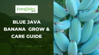 Blue Java Banana | Grow & Care Guide