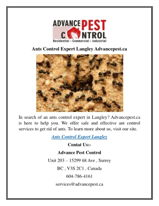 Ants Control Expert Langley Advancepest.ca