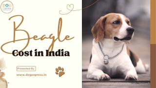 Beagle Cost In India