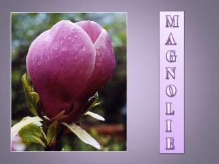 Sacholan - magnolie (Yveta)