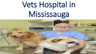 Vets Hospital in Mississauga