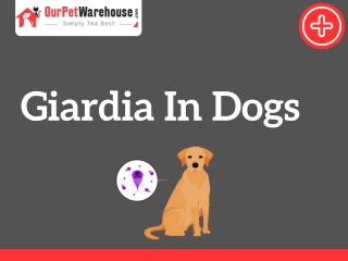 All you need to know about Giardia parasite