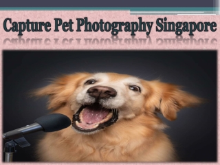 Capture Pet Photography Singapore