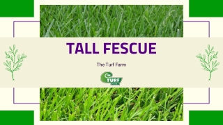 Tall Fescue