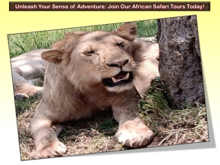 Unleash Your Sense of Adventure: Join Our African Safari Tours Today!