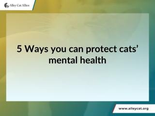 5 Ways you can protect cats’ mental health