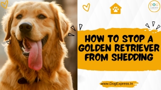 How to Stop a Golden Retriever From Shedding