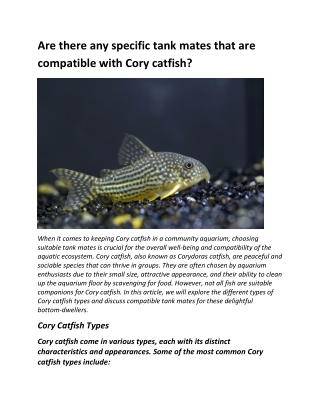 Are there any specific tank mates that are compatible with Cory catfish?