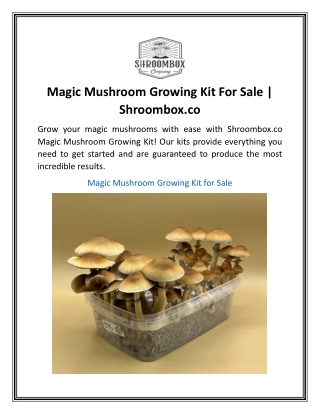 Magic Mushroom Growing Kit For Sale  Shroombox.co