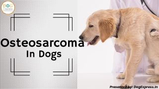 Osteosarcoma in Dogs