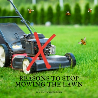 protect the environment with orange county bee removal services