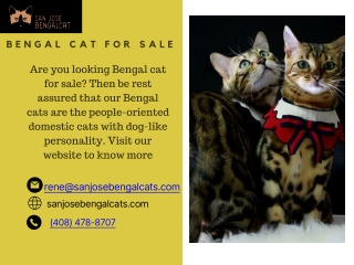 Bengal Cat for Sale