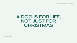 A Dog Is For Life, Not Just For Christmas - Slaneyside Kennels