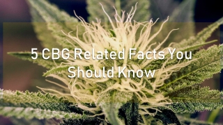 5 CBG Related Facts You Should Know