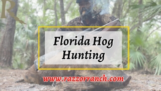 Florida hog hunting: an adventure for all hunters