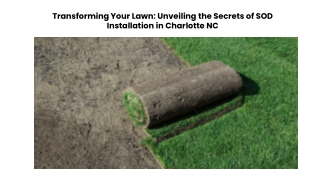 Transforming Your Lawn Unveiling the Secrets of SOD Installation in Charlotte NC